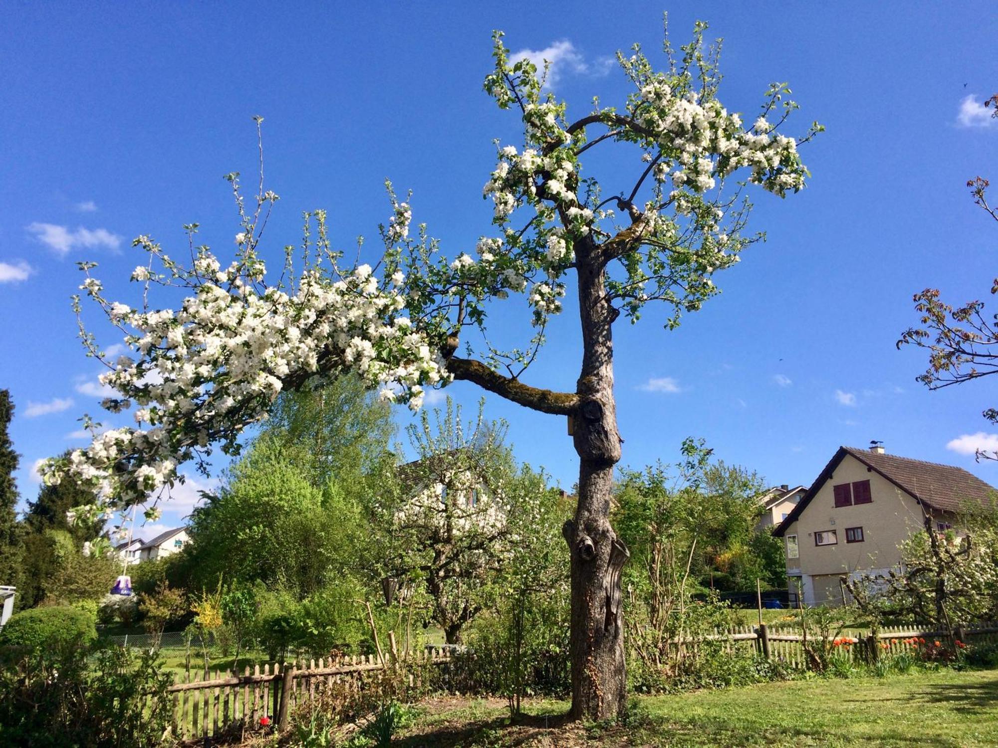 Guntli'S Family Guesthouse Andelfingen エクステリア 写真